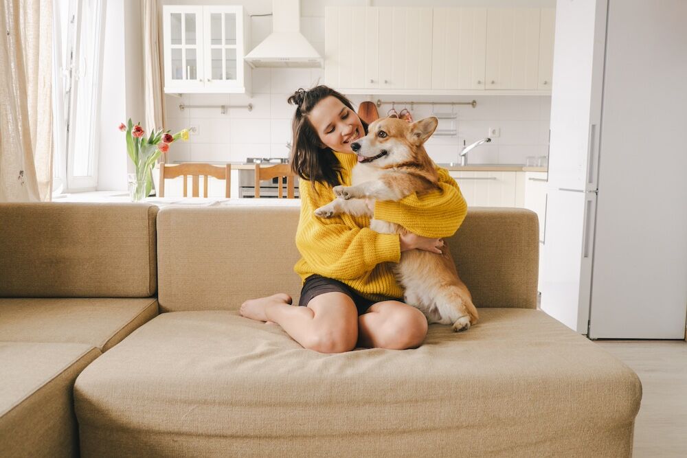 A woman playing with her corgi on her sofa