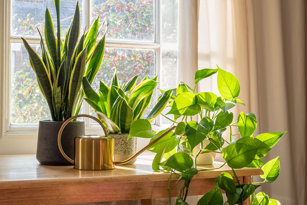 House plants sitting in apartment near window