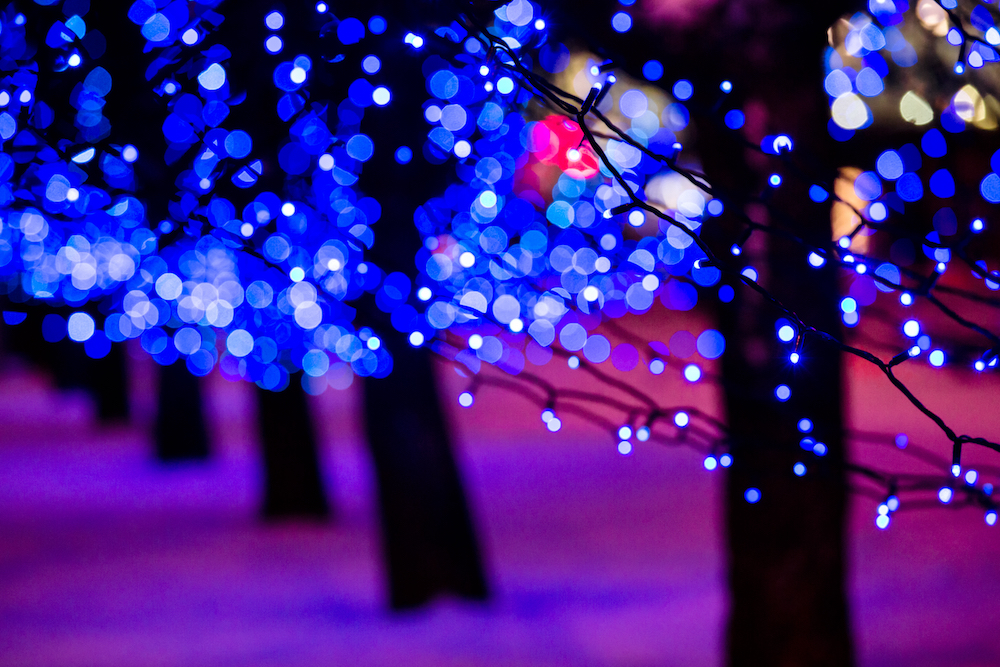 Colorful holiday lights strung in the trees