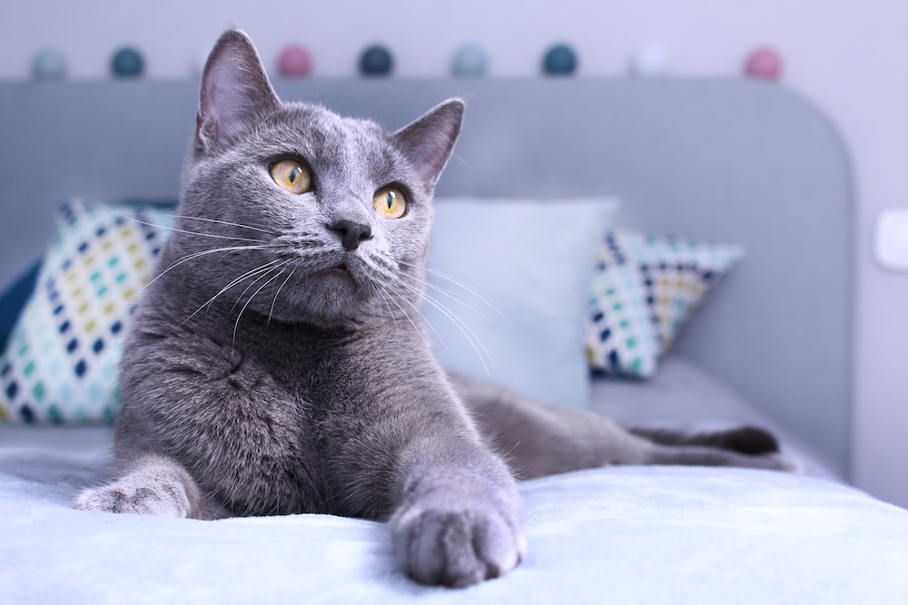 A Russian Blue cat lying on a bed