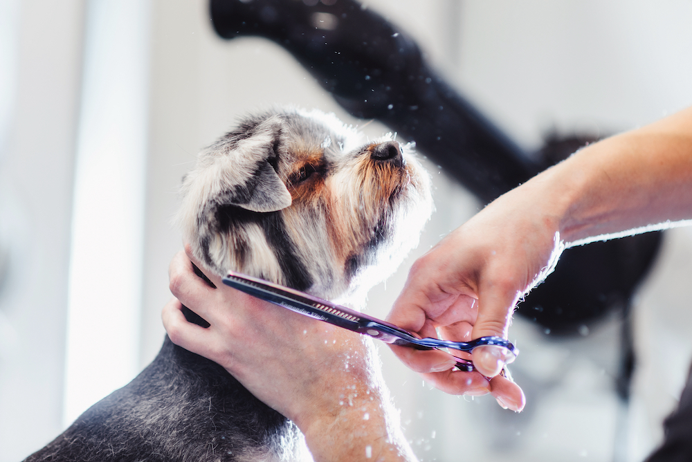 A pet dog goes to the groomer's