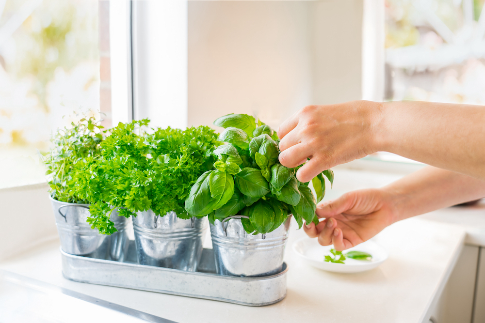 A woman tending to her indoor herbal garden