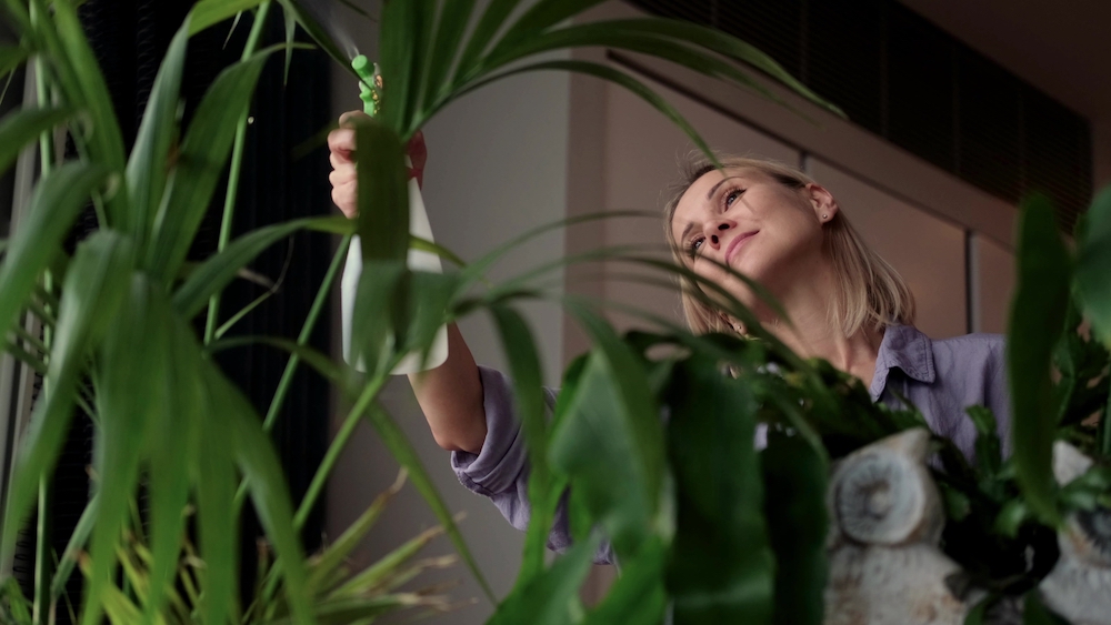 A woman tends to her indoor houseplants 