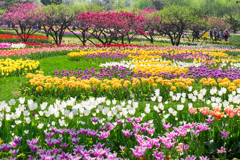A field of spring flowers in full bloom