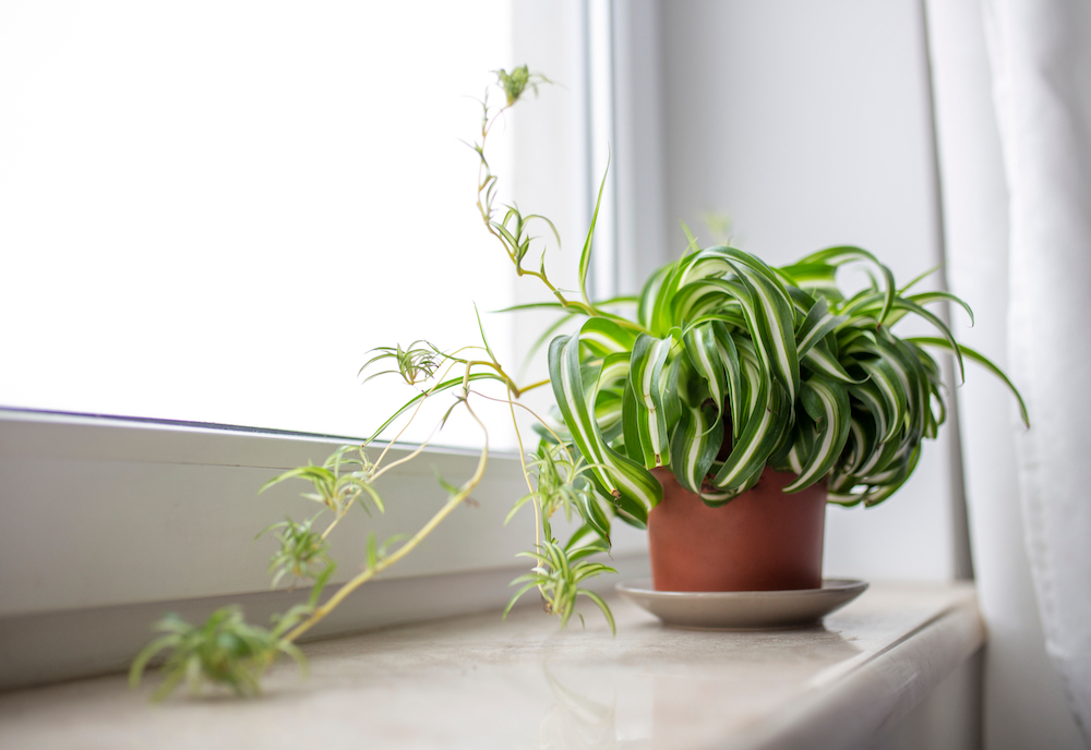 A spider plant sitting on the windowsill at the studio apartments in Kansas City