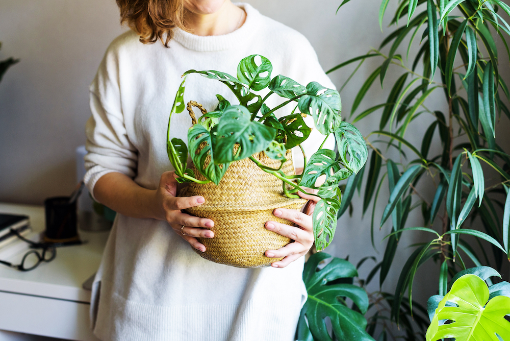 A woman holding at potted houseplant